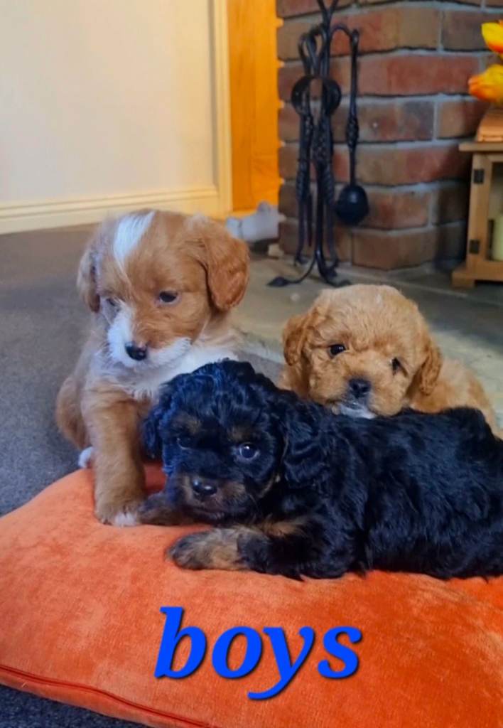 3/4 poodle puppies