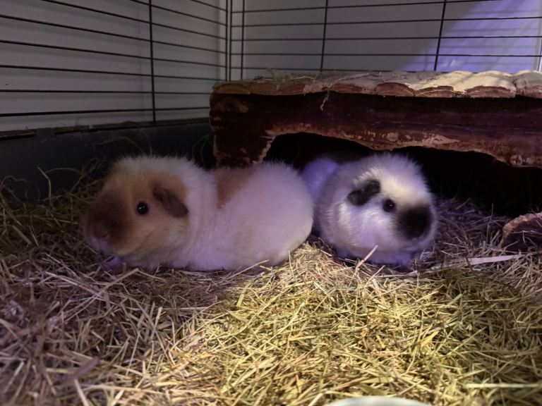 Female guinea pigs *PENDING*