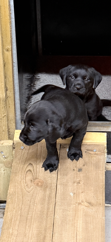 Black lab pup 