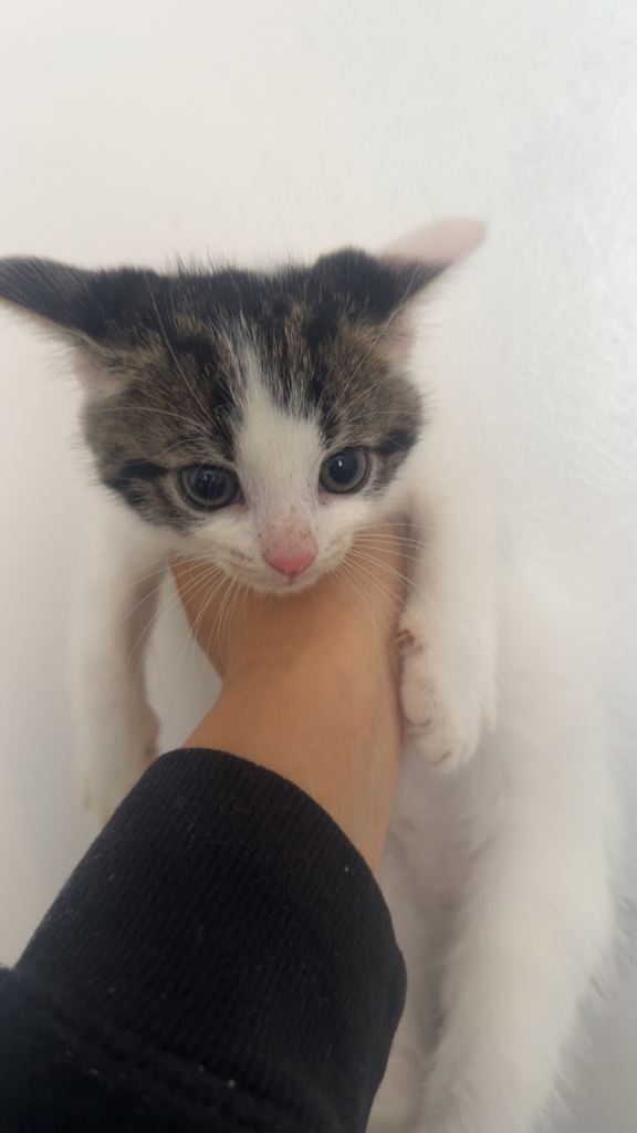 2 PLAYFUL KITTENS LEFT READY TO GO TO THEIR FOREVER HOMES