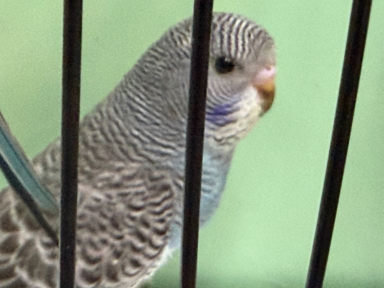 Budgies for sale, all in good health 