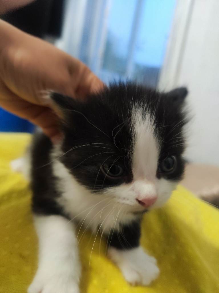 Fluffy  long hair kitten  girl for sale 