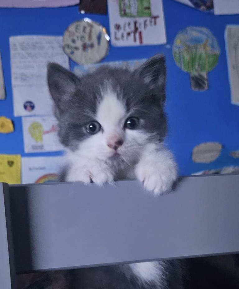 Kittens for sale 2 boys left