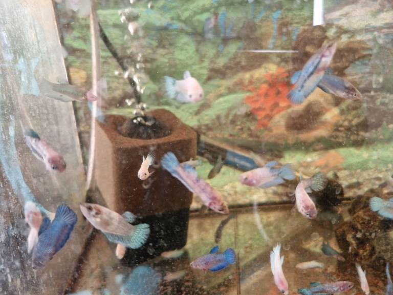 Red Tail Rainbow Fish, Siamese fighting fish (Betta) £5 Each - Full Setup Available