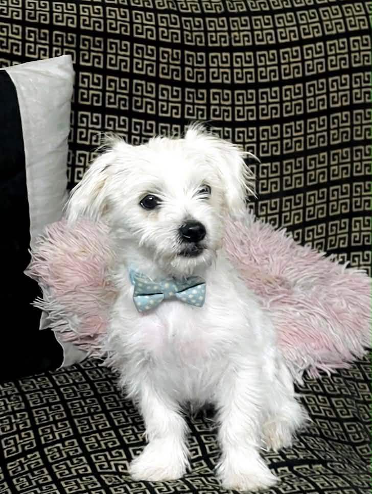 Maltese
