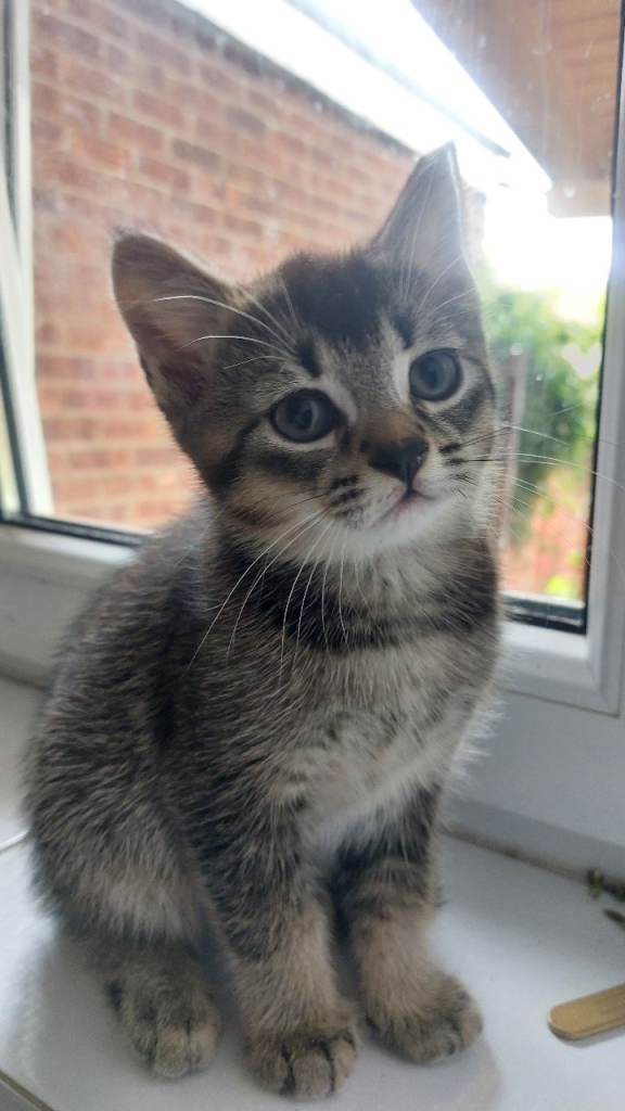 Kittens