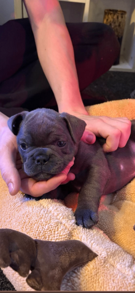 French bulldog puppies