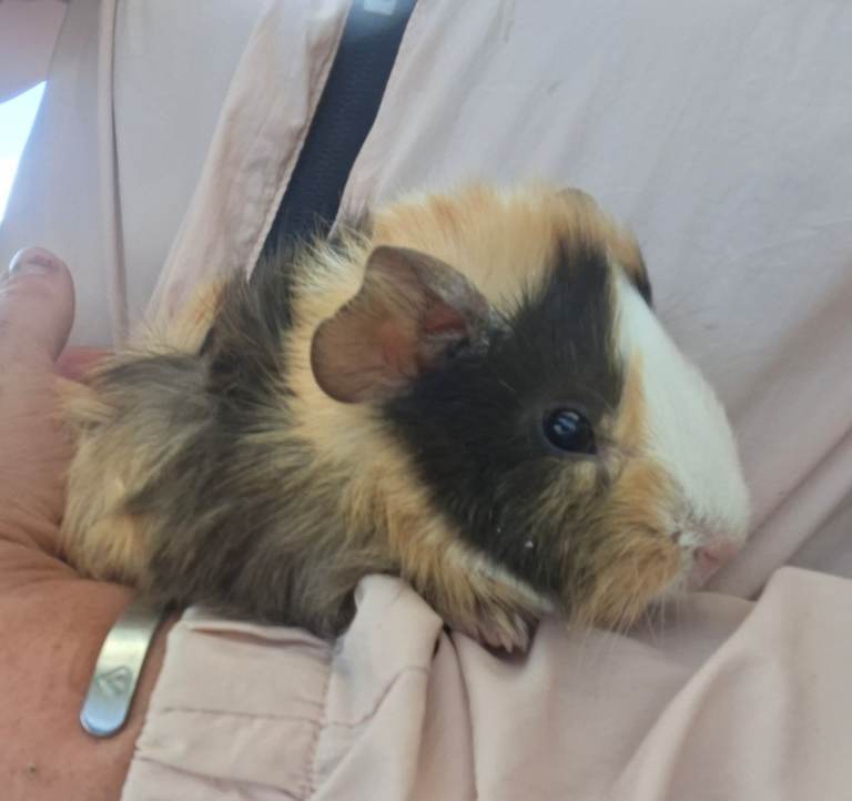 Male guinea pig 
