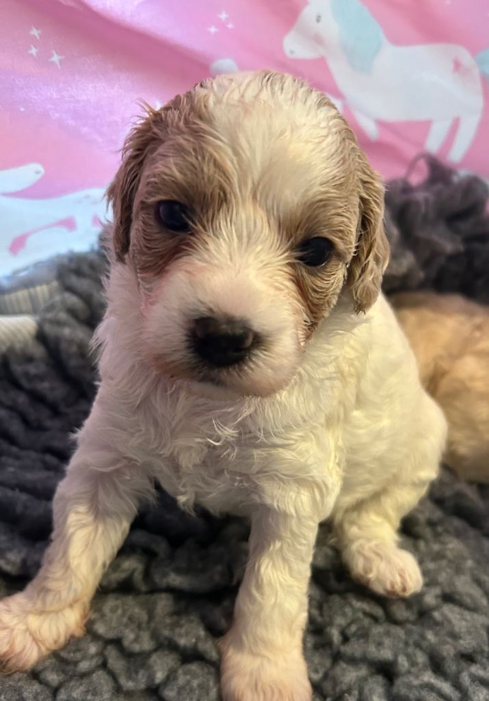 Fully health tested Cavapoo pups, 1 girl remaining