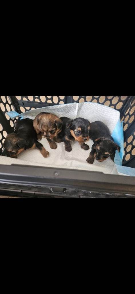 Yorkshire terrier puppy's
