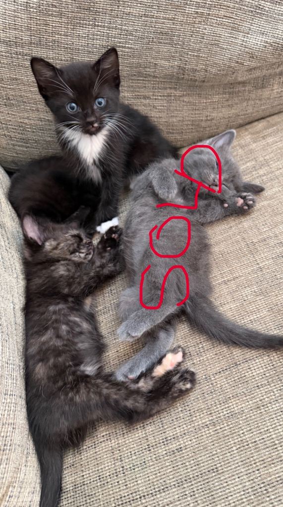 Beautiful Half ragdoll kittens for sale 