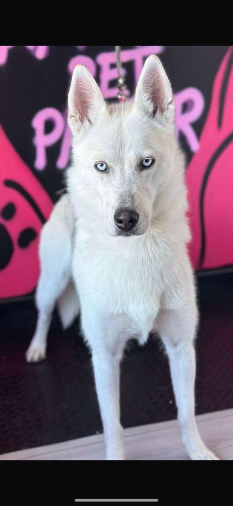 White short hair Siberian Husky  