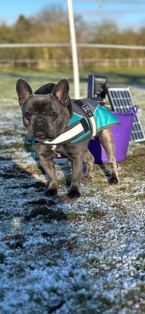 Blue French bulldog bitch 