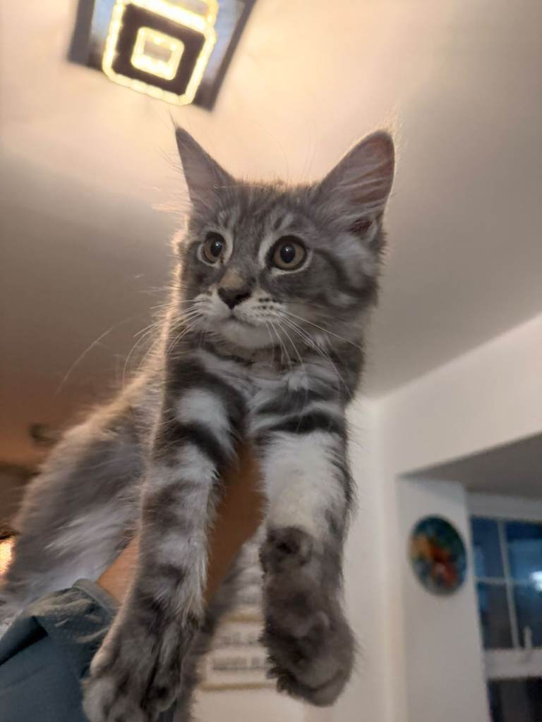 Beautiful main coon kittens