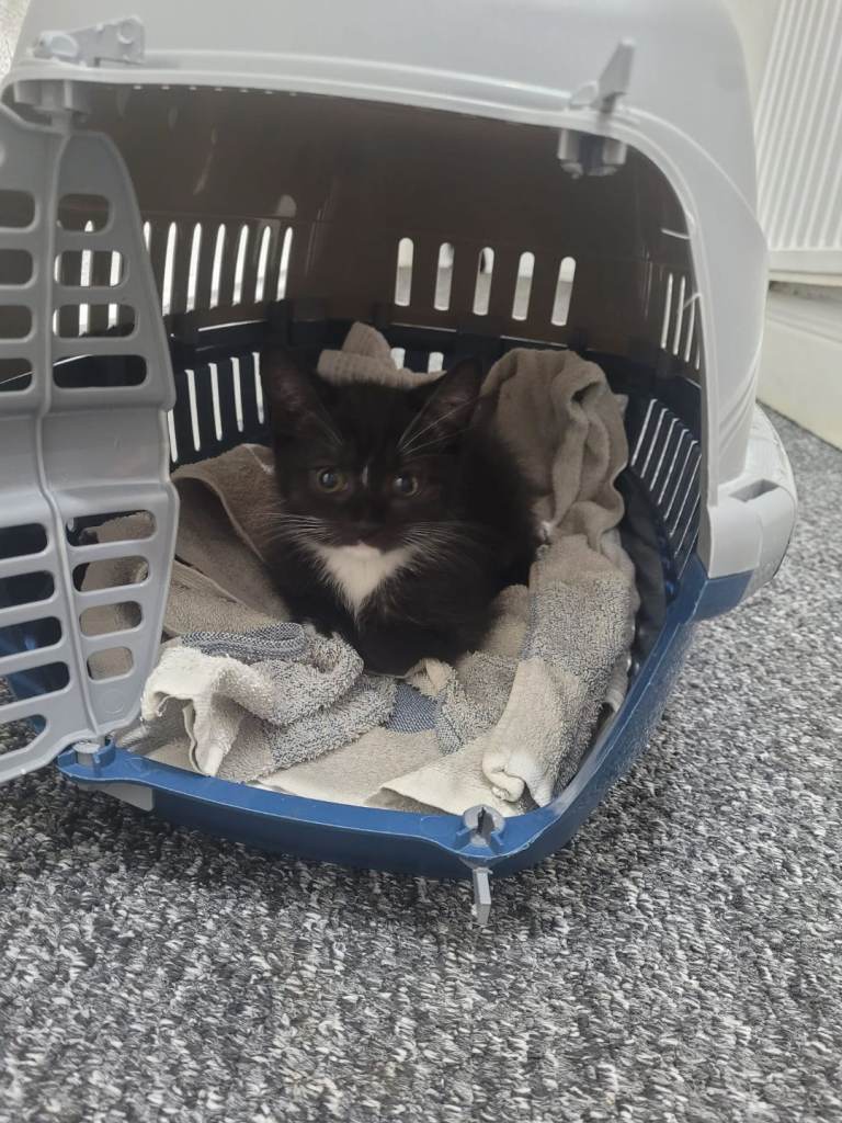 11 week old kitten