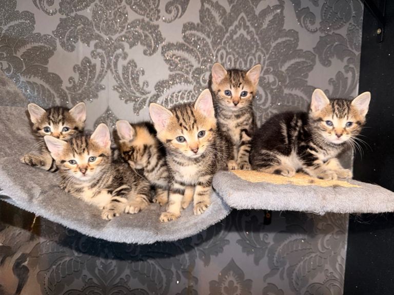 6 beautiful tabby kittens 