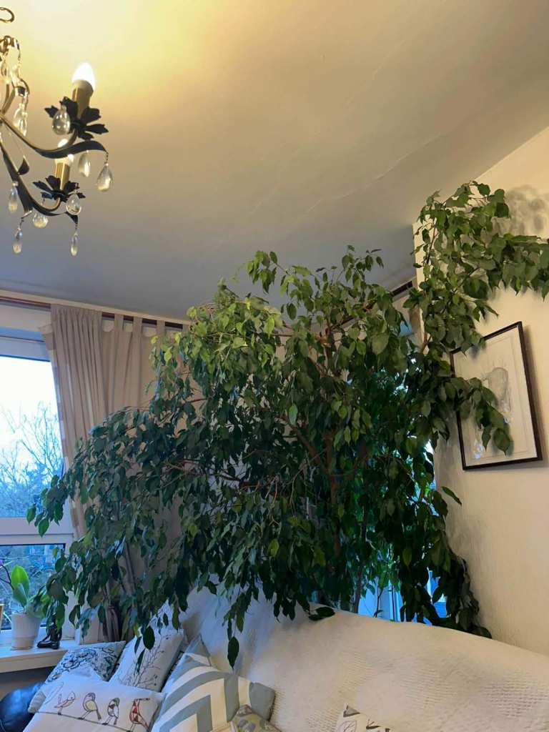 Huge, very beautiful houseplant for sale, Very big & strong, Well established, Weeping Fig!
