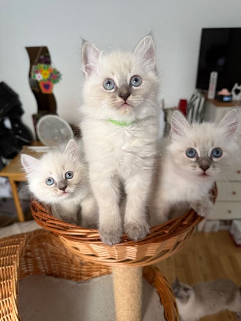 Hypoallergenic Siberian Neva Masquerade kittens