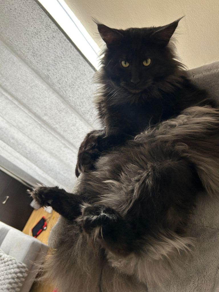 2 year old male Maine coon