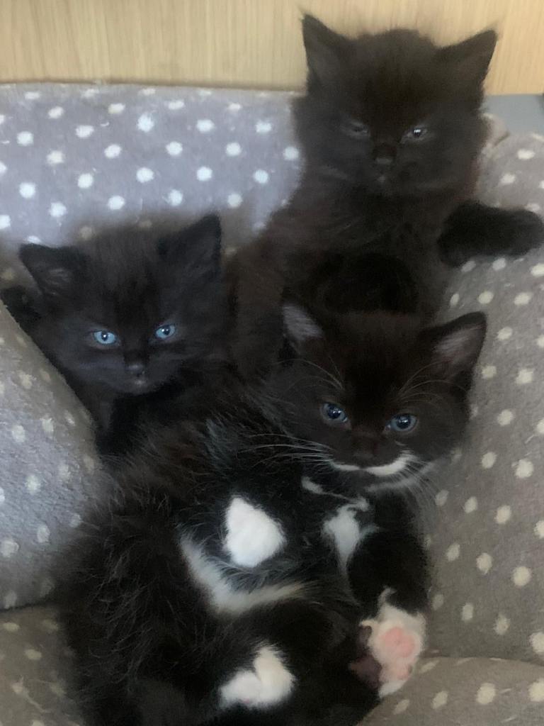 Kittens 
