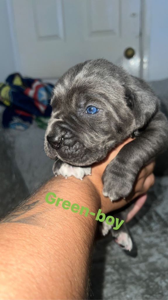Cane Corso puppies 