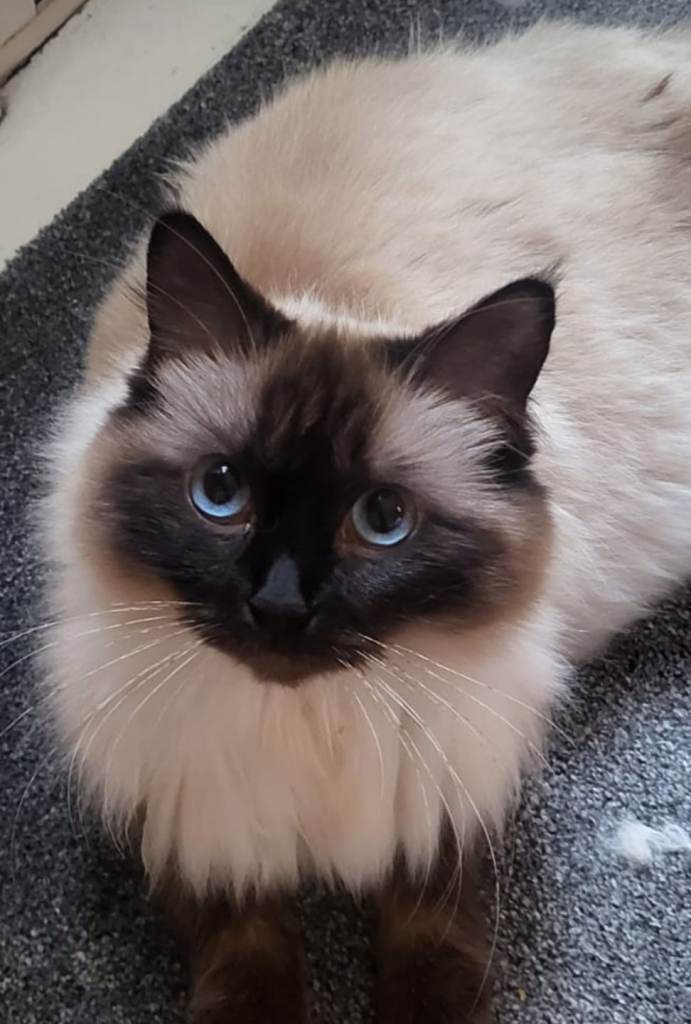 Gorgeous ragdoll mix kittens