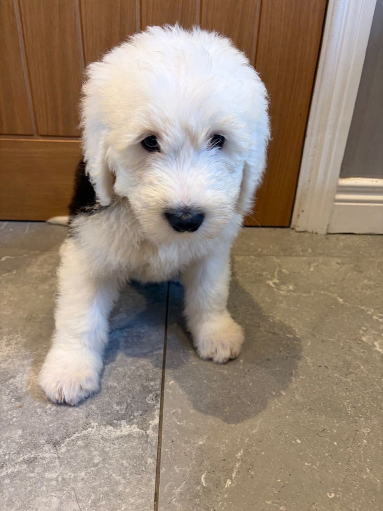 Old English Sheepdog Puppies 