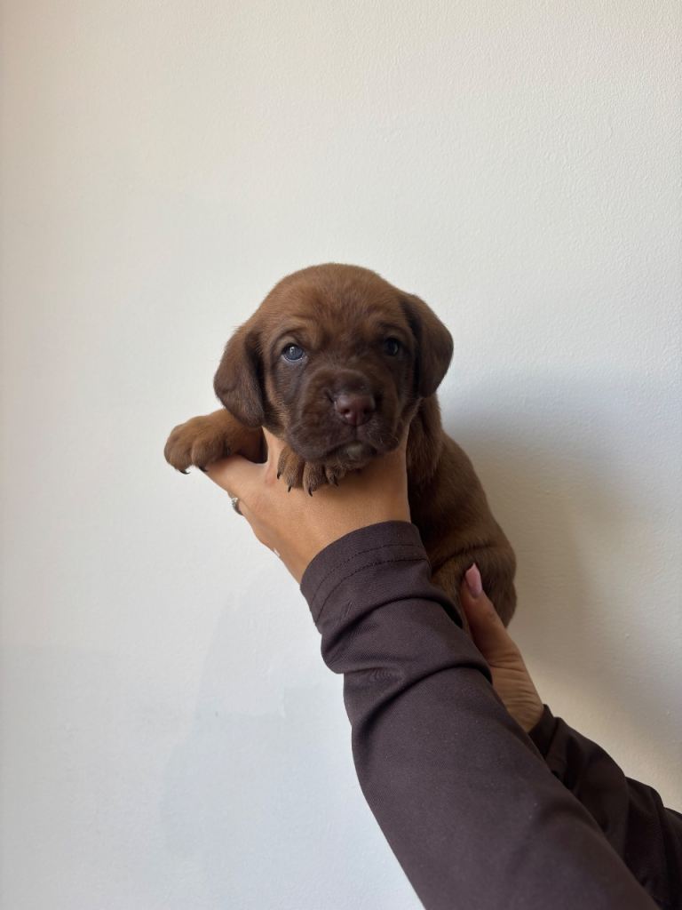 ONLY 2 LEFT Cocker spaniel CROSS 