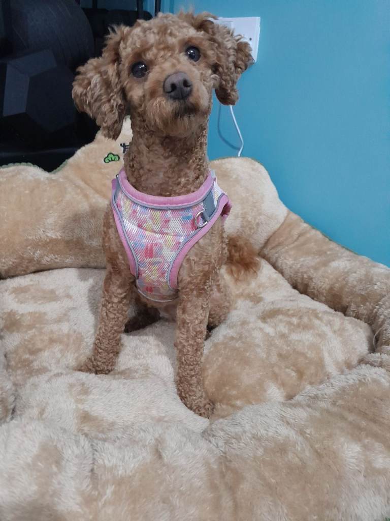 1 Female Teacup Poodle for Sale