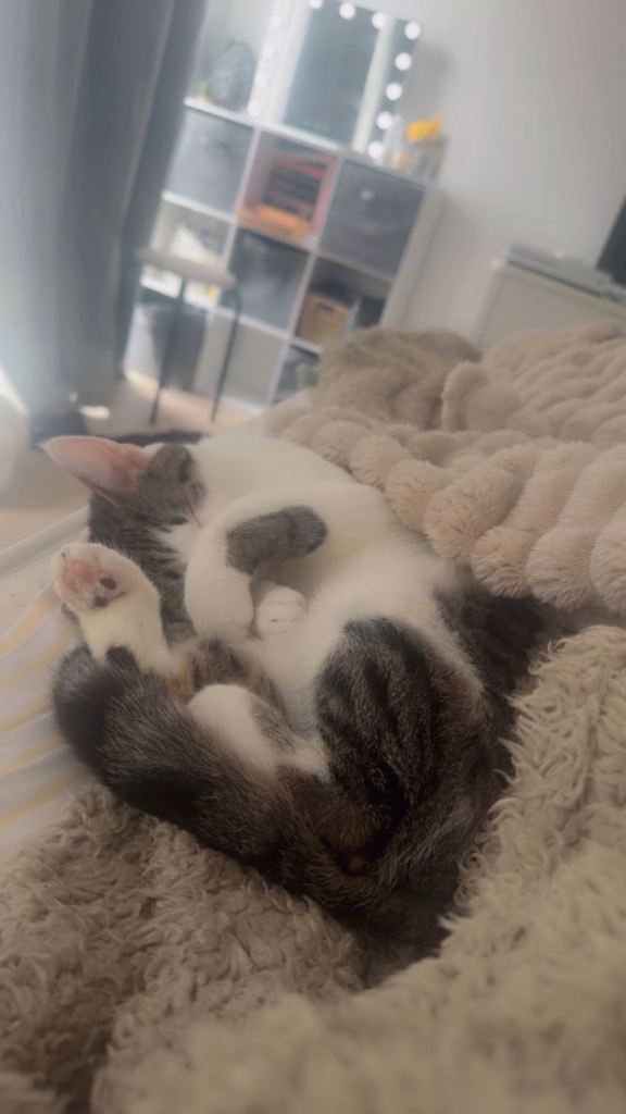 Beautiful female cat Looking for a Quiet, Loving Forever Home 🐾🤍