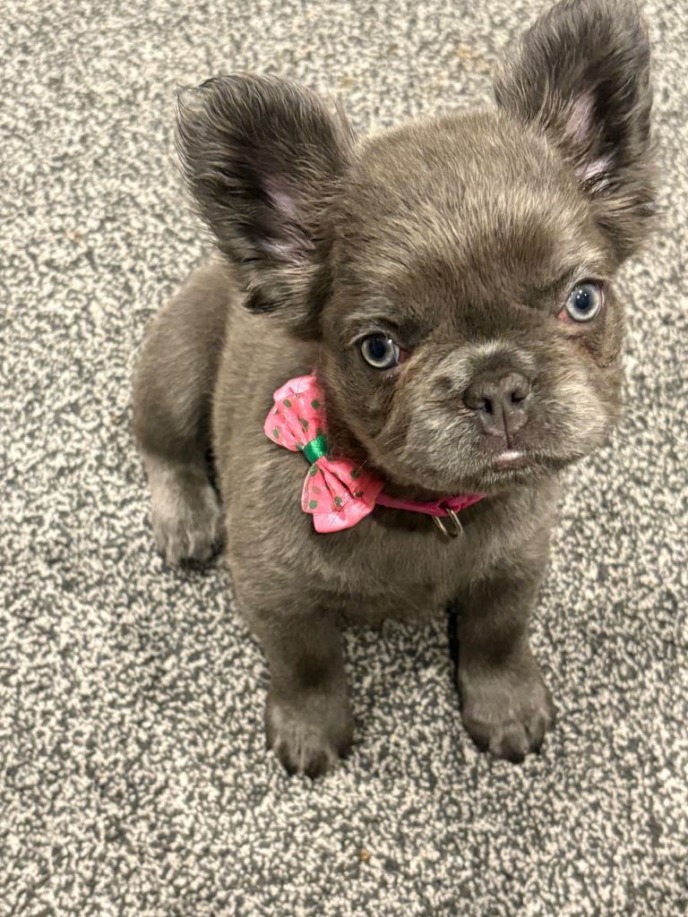 Fluffy French bulldog puppy