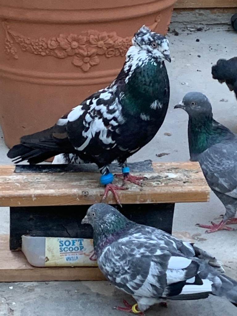 Pigeons for sale