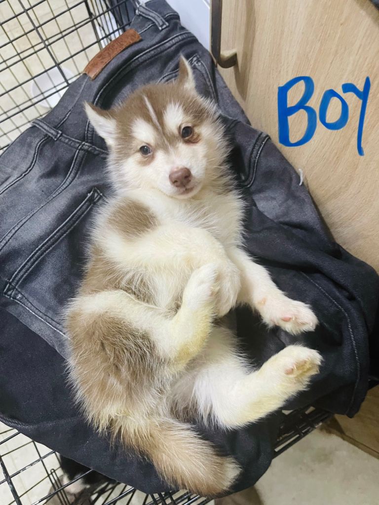 Husky puppies for sale