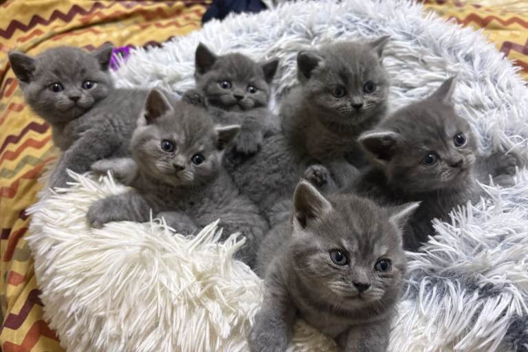 British short hair beautiful and playful kittens