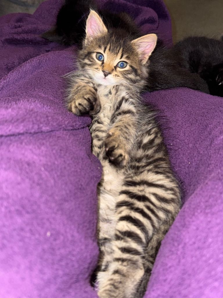 Two female kittens for sale 