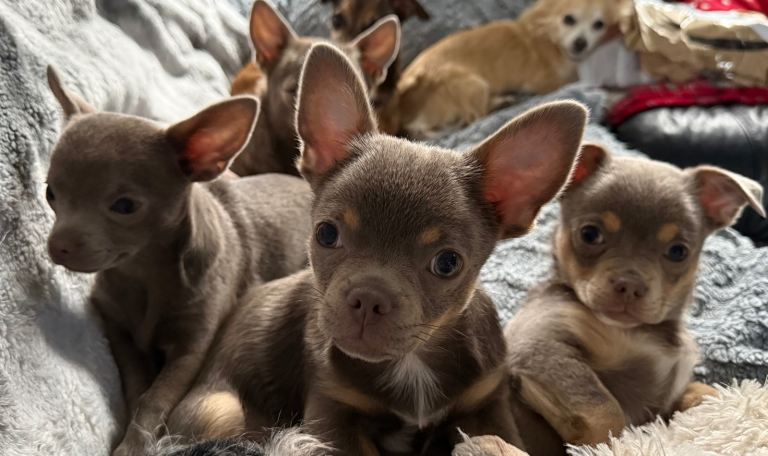 Fabulous lilac Chihuahua puppies 