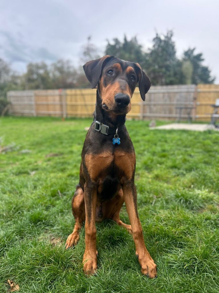 Handsome Dobermann Cross 