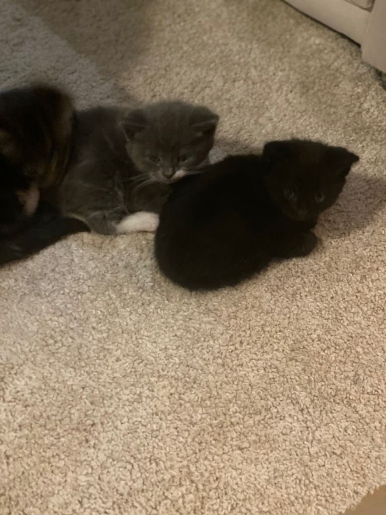 8 week old kittens 