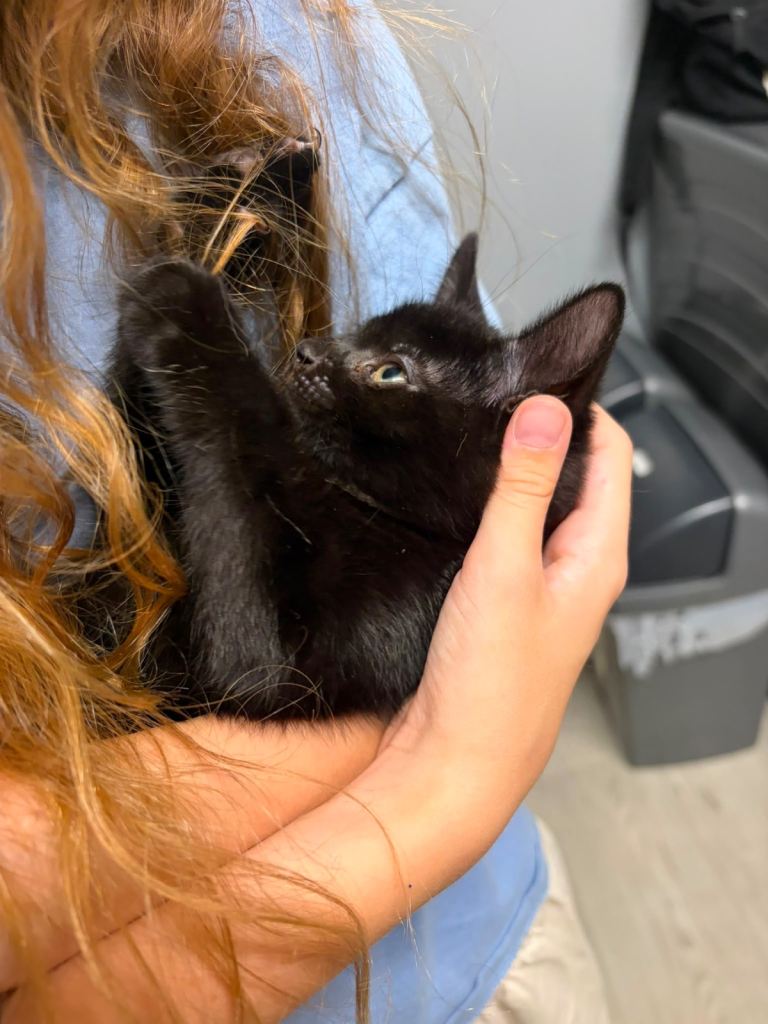 2 super affectionate kittens looking for forever homes. 