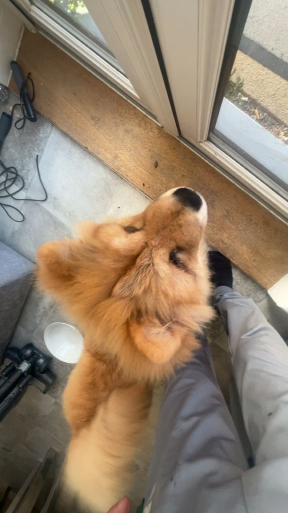 Chow chow puppies 4 month and 7 month 