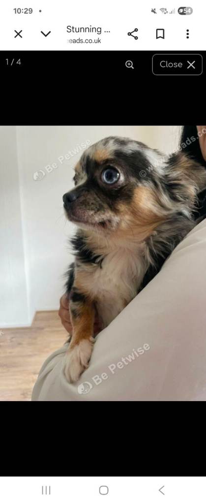 Long hair Chihuahua cross FrenchBulldog puppy 6 mnths female £1,100