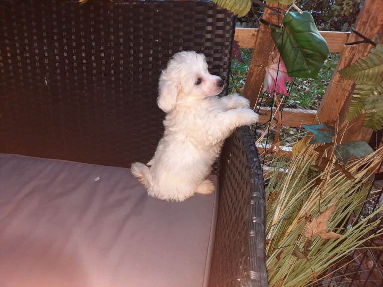 Maltipoo pups  northern ireland 