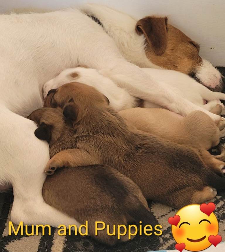 Patterdale x puppies
