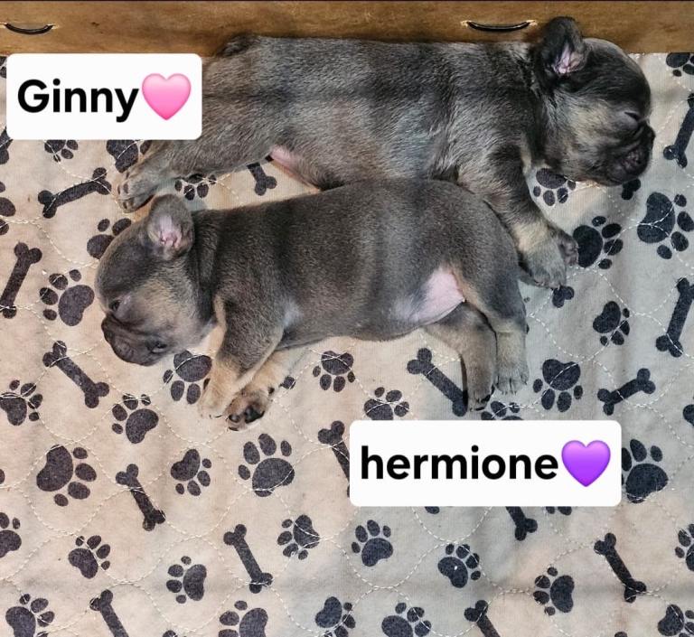 French bulldog pups