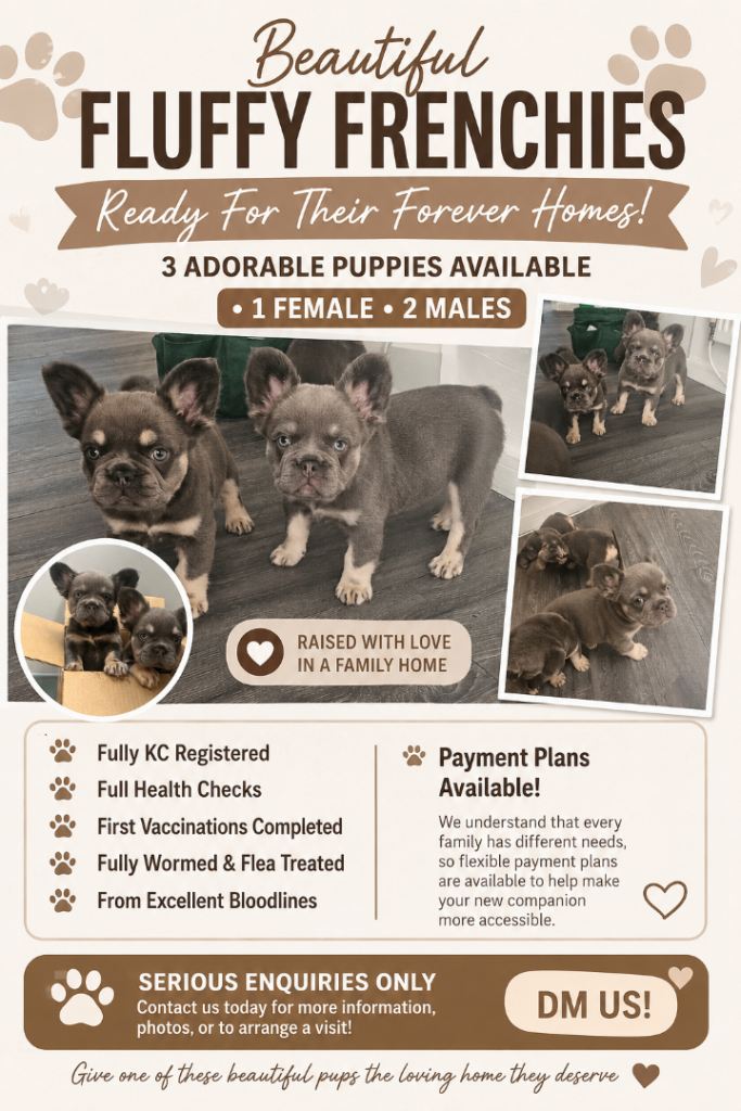 Fluffy Frenchies READY TO LEAVE