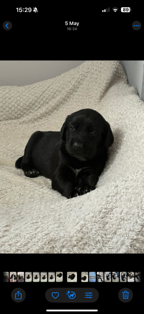 German Shepard pups 8 weeks old 