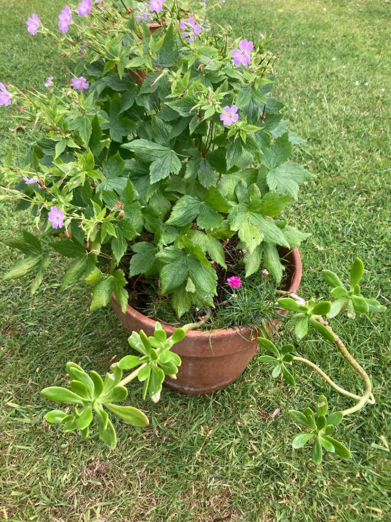 selection of garden plants in terracotta pot