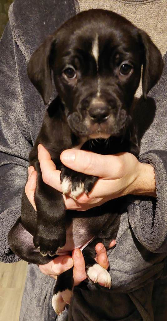 Cane Corso cross American bulldog puppy's 