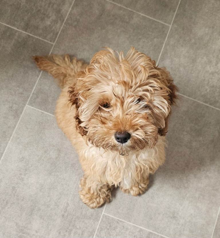 4 Month Old Cockapoo