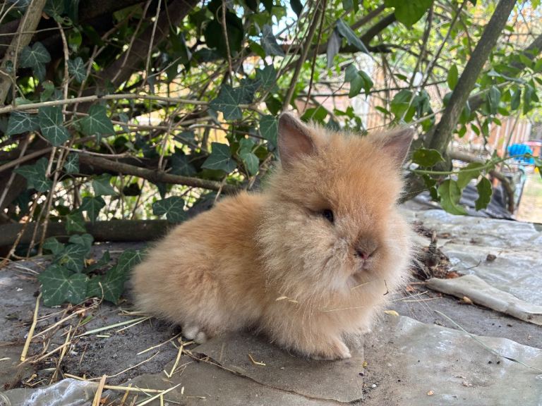 two baby lionhead bunnies 